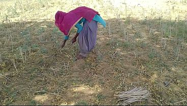 देसी इंडियन बॉयफ्रेंड ने खेत में काम करती हुई उसकी मस्त चोदा